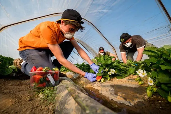 Fruit Picking Jobs in USA with Visa Sponsorship – Apply Now