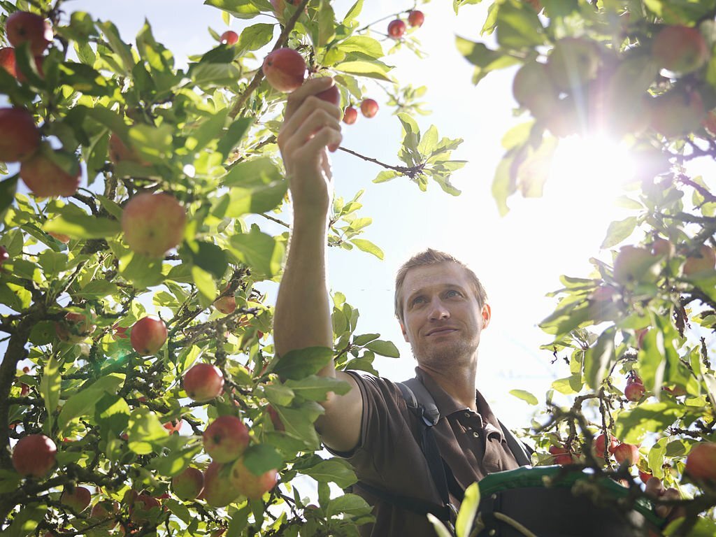 Fruit Farm Jobs in Germany with Visa Sponsorship 2025 – Earn €27 per Hour